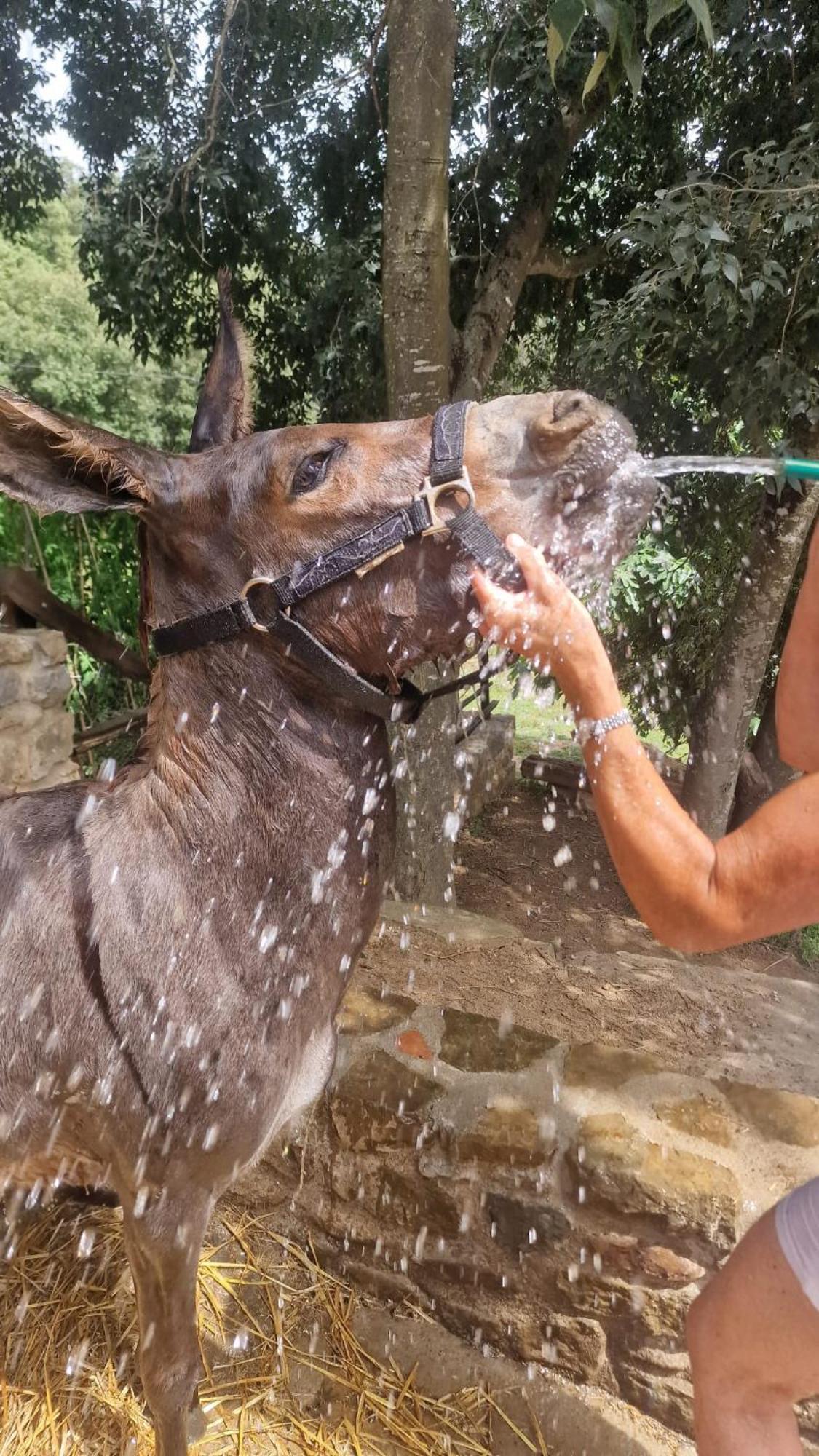 فيلا El Raco Dels Mussols 2 Adri الغرفة الصورة